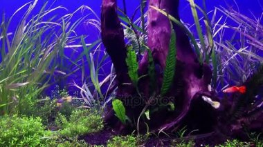 Mavi macera balıkları akvaryum