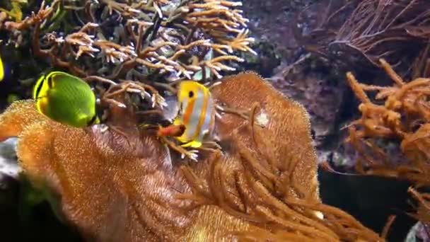 Пригода синій риб в акваріум — стокове відео