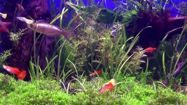 Blå äventyr fiskar i akvarium — Stockvideo