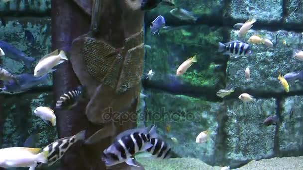 Blå äventyr fiskar i akvarium — Stockvideo