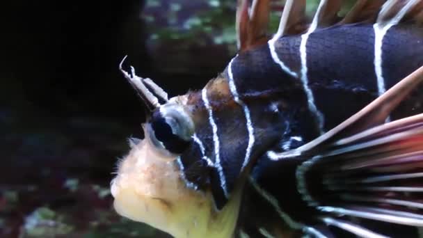 Poissons d'aventure bleu dans l'aquarium — Video