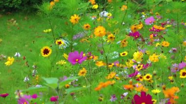 Doğa Ana güzel Flora çiçek