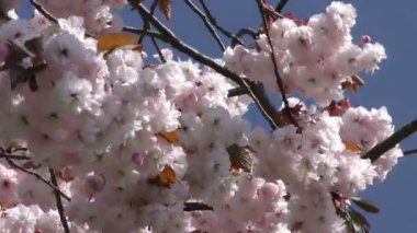 Doğa Ana güzel Flora çiçek