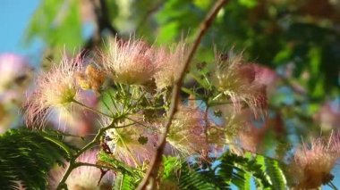 Doğa Ana güzel Flora çiçek