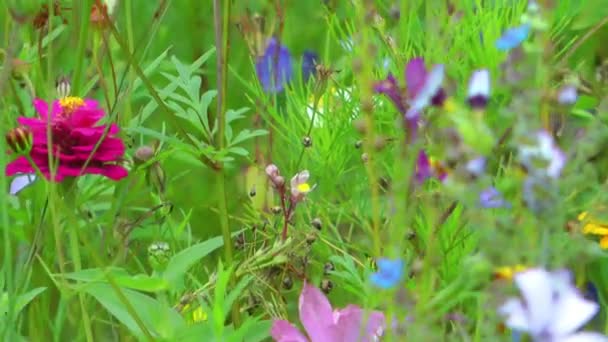 Vacker blomma Flora blommor i Moder natur — Stockvideo