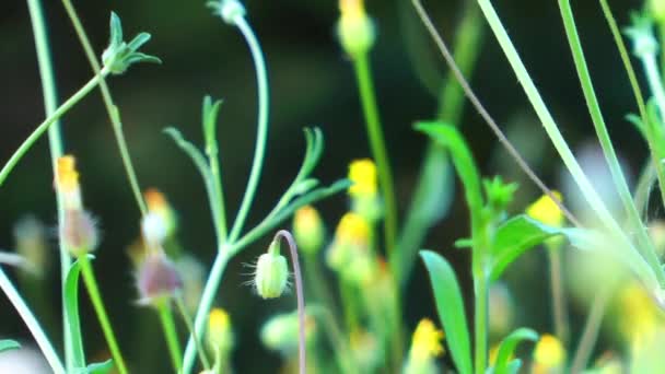 Krásný květ květiny Flora v matku přírodu — Stock video