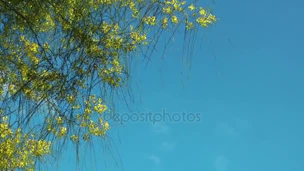 Schöne Blütenflora Blumen in Mutter Natur — Stockvideo