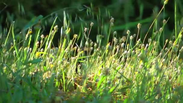 Hermosa Flora Flores en la Madre Naturaleza — Vídeos de Stock