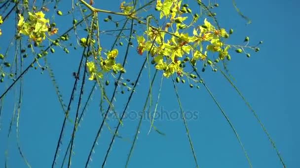 Bella fioritura Flora Fiori in Madre Natura — Video Stock