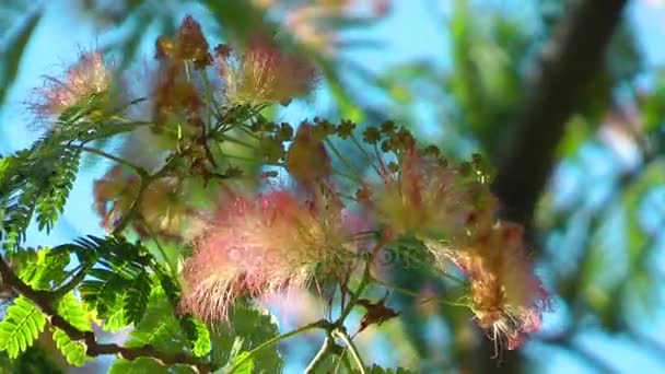 Красивые цветущие цветы флоры в природе — стоковое видео