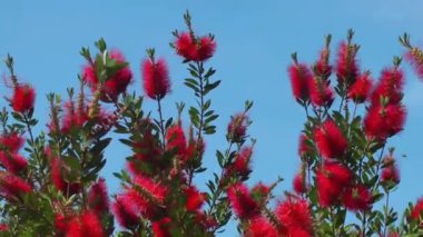 Doğa Ana güzel Flora çiçek