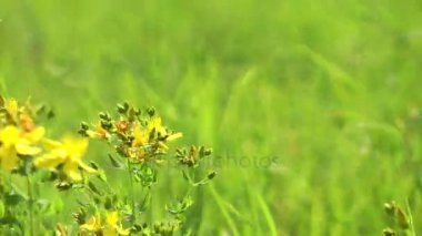 Doğa Ana güzel Flora çiçek