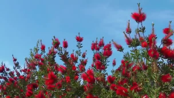 Mooie Blossom Flora bloemen in moeder natuur — Stockvideo