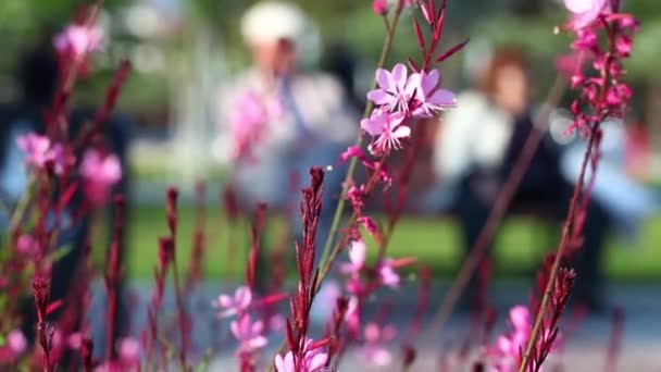 大自然中美丽的花朵花丛 — 图库视频影像
