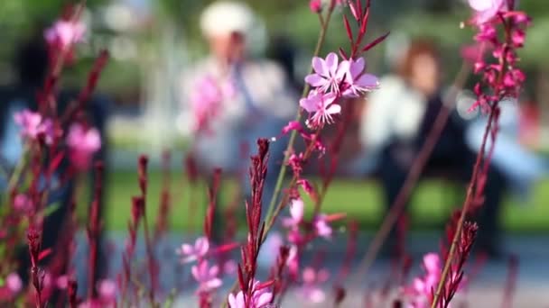 Bella fioritura Flora Fiori in Madre Natura — Video Stock