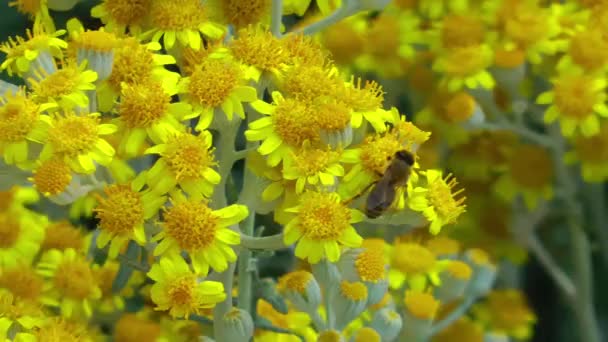 大自然中美丽的花朵花丛 — 图库视频影像