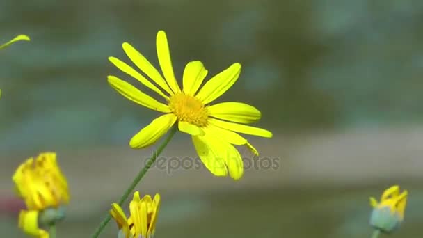 Belle floraison Fleurs à Mère Nature — Video