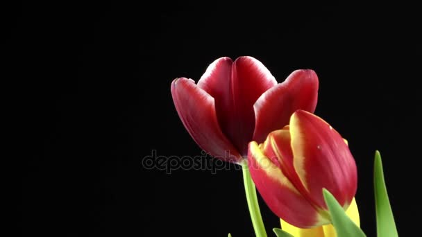 Flor de tulipanes rojos planta sobre fondo negro — Vídeos de Stock