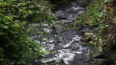 Güzel şelale Creek doğal kavramı