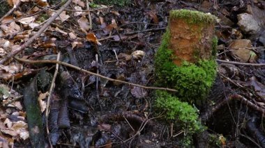 Güzel şelale Creek doğal kavramı