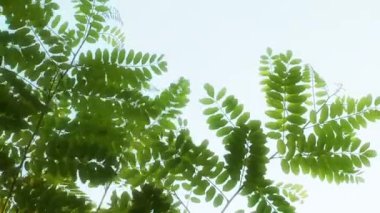 Güzel yaprakları bitki üzerinde ağaç doğa Flora kavramı