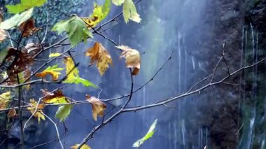 Güzel yaprakları bitki üzerinde ağaç doğa Flora kavramı