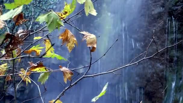 Листья сажают по концепции Tree Nature Flora — стоковое видео