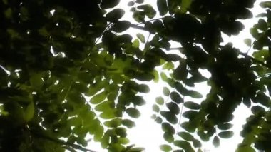 Güzel yaprakları bitki üzerinde ağaç doğa Flora kavramı