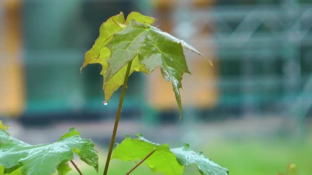 Vackra blad växt på träd natur Flora koncept — Stockvideo