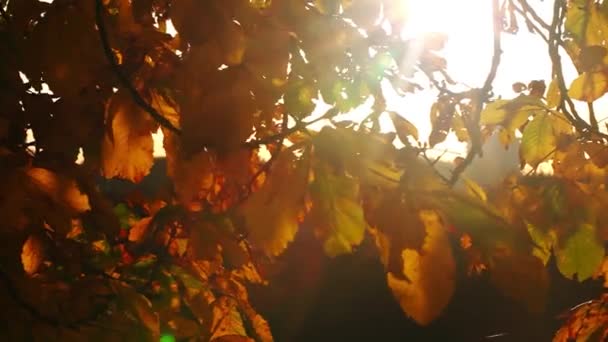 Красиві листя рослина на дереві концепція флори природи — стокове відео