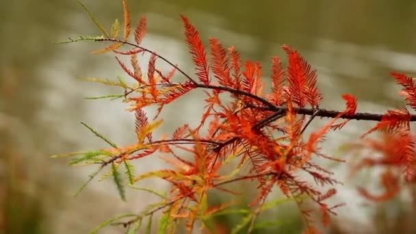 Vackra blad växt på träd natur Flora koncept — Stockvideo