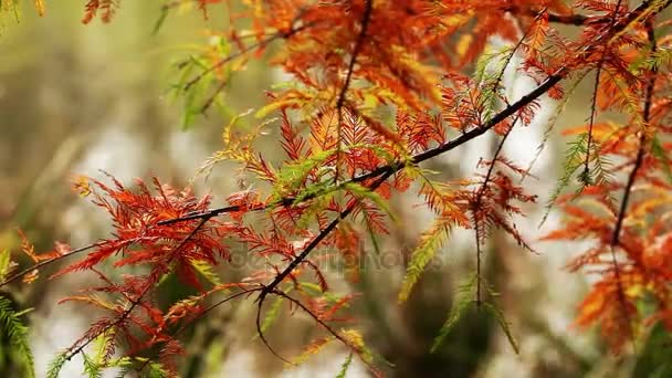 Hermosas hojas planta en árbol naturaleza concepto de flora — Vídeos de Stock