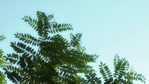 아름 다운 나무 자연 식물에 식물 잎 개념 — 비디오