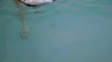Köpek havuzunda yüzüyor
