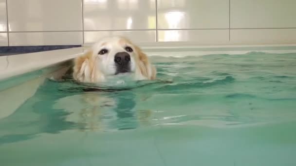狗在水池里游泳 — 图库视频影像