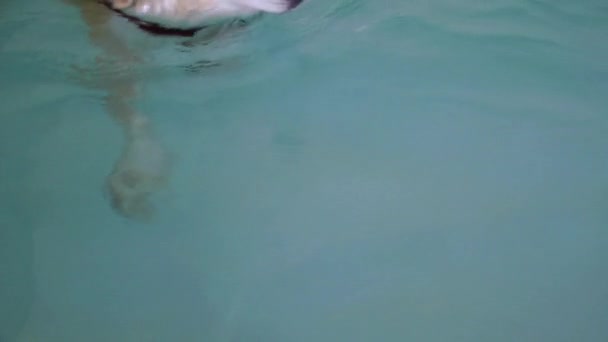 Hond is zwemmen in zwembad — Stockvideo