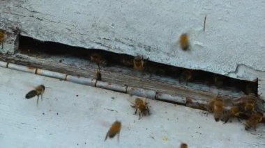 Arı kovanı bal ana arılar için