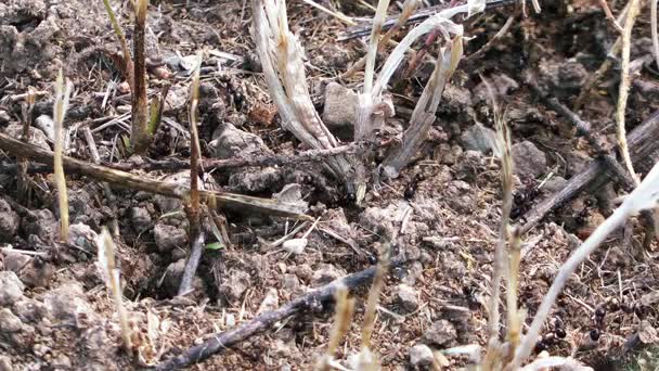 Mieren insecten in natuurlijke Wildlife — Stockvideo