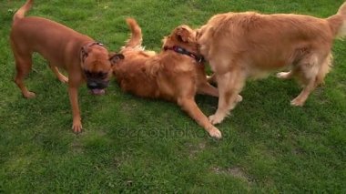 Evde beslenen hayvan hayvan köpek park çimenlerin üzerinde oynama