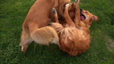 Evde beslenen hayvan hayvan köpek park çimenlerin üzerinde oynama