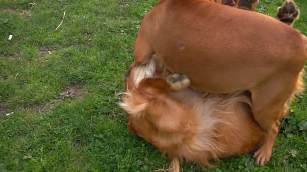 Perros de animales de compañía jugando en la hierba en el parque — Vídeo de stock