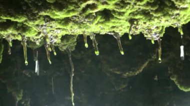 Su yağmur damlaları yeşil doğada bitki yaprakları