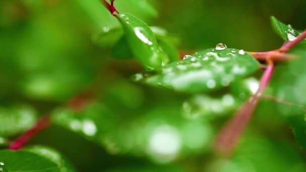 Gouttes de pluie sur les feuilles vertes Plante dans la nature — Video