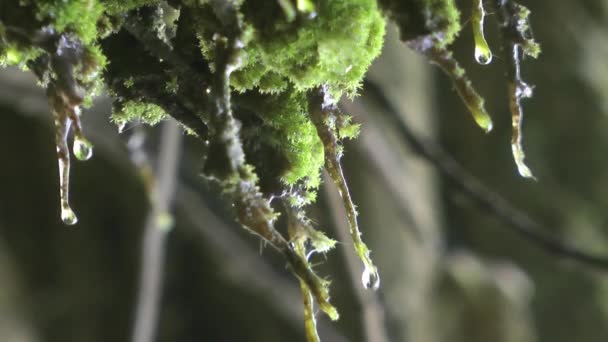 Gotas de agua sobre hojas verdes Planta en la naturaleza — Vídeo de stock