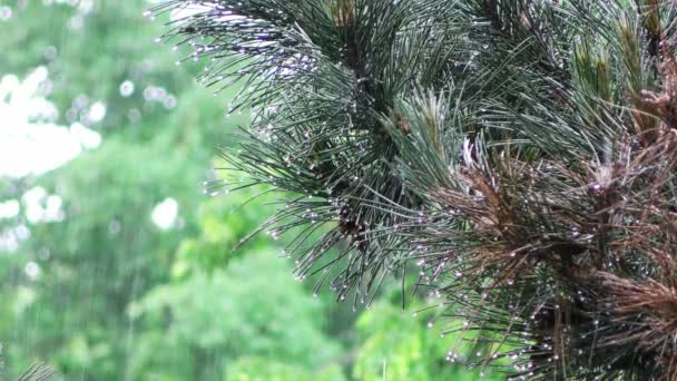 Gotas de chuva de água na planta de folhas verdes na natureza — Vídeo de Stock