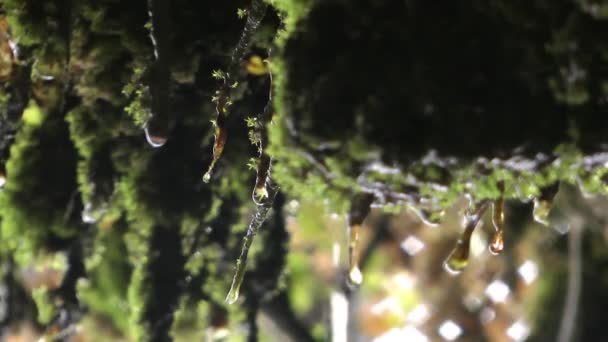 Gotas de chuva de água na planta de folhas verdes na natureza — Vídeo de Stock