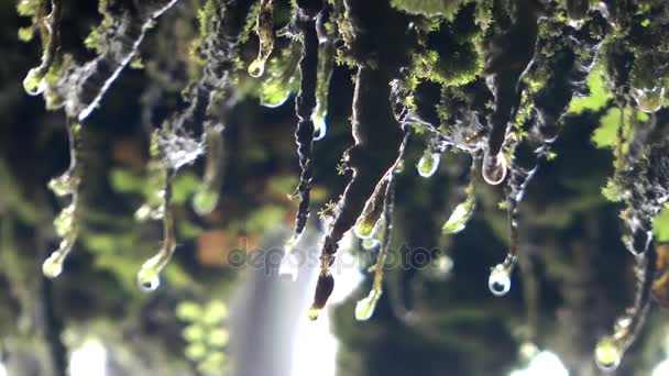 Water regendruppels op groen laat Plant in de natuur — Stockvideo