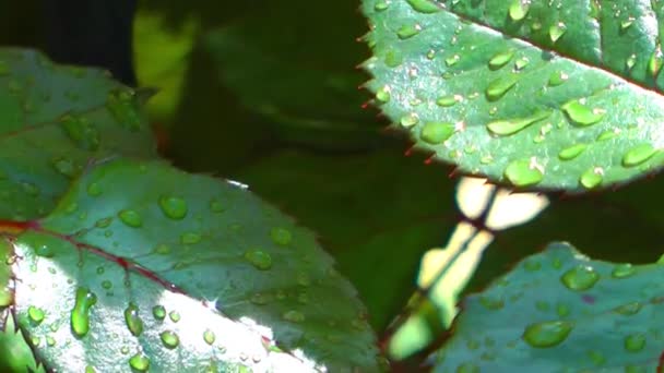 Gocce di pioggia d'acqua su foglie verdi Pianta in natura — Video Stock