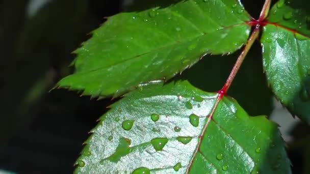 Gotas de chuva de água na planta de folhas verdes na natureza — Vídeo de Stock