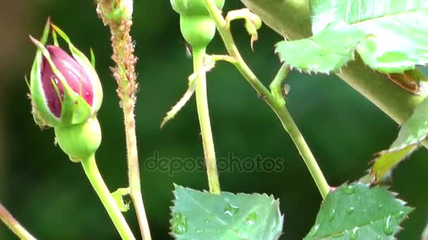 Gocce di pioggia d'acqua su foglie verdi Pianta in natura — Video Stock